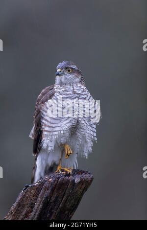 Europäischer Sparrowhawk Accipiter nisus aus der Nähe Stockfoto