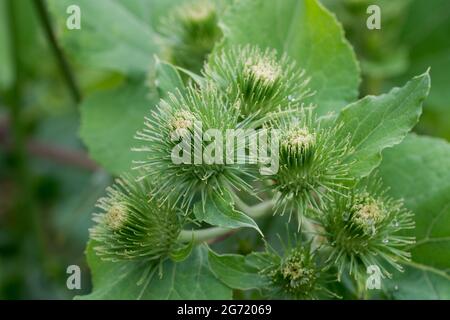 Arctium minus, kleinere Klettengrünblüten schließen selektiven Fokus Stockfoto