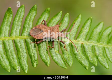 Dock Bug (Coreus marginatus) auf bracken, Großbritannien Stockfoto