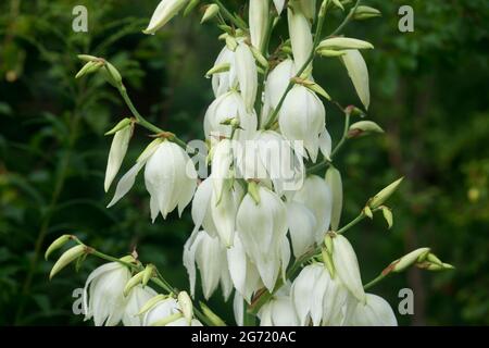 Yucca filamentosa, Adams Nadel- und Faden-weiße Blüten im Garten selektiver Fokus Stockfoto