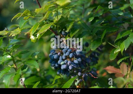 Mahonia aquifolium, Holly-leaved Berberry, Oregon Traubenbeeren Closeup selektive Fokus Stockfoto