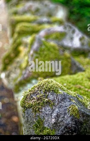 Flechten-Kolonien, die auf Felsen in Großbritannien wachsen Stockfoto