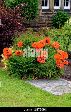 Sommerblumen des Bauernhauses - Mohnblumen vor dem Haus im Garten Stockfoto