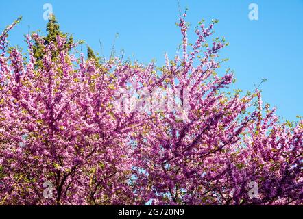 Türkei Redbud Tree Springtime Blossoms.İstanbul, Türkei Stockfoto