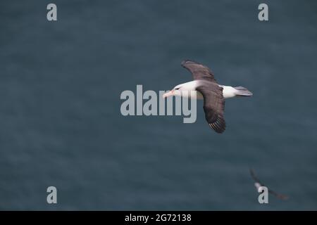 Schwarzbrauen-Albatross (Thalassarche melanophris), Bempton Cliffs RSPB, East Yorkshire. Ein sehr seltener Besucher in Großbritannien (und der nördlichen Hemisphäre) Stockfoto