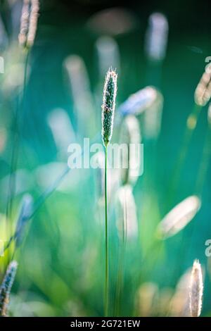 Timothy Grass (Phleum pratense), verantwortlich für viel Heuschnupfen leiden Stockfoto