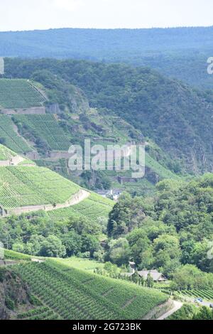 Steile Weinberge im Ahrtal bei Dernau Stockfoto