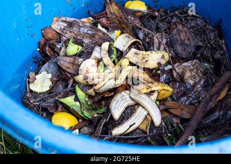 Bananenschalen werden als Teil von organischen grünen Zutaten in den Kompostbehälter gegeben. Gute Quelle für natürlichen Dünger Stockfoto