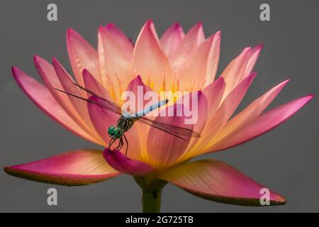 Die Fliege auf dem Lilly-Pad Stockfoto