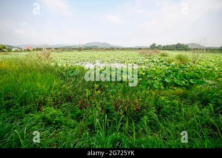 10. Juli 2021-Sangju, Südkorea-EIN Blick auf den farbenfrohen Lotus und den breiten Stausee am Gonggeomji Stausee in Sangju, Südkorea. Gonggeomji Reservoir ist ein Bewässerungsreservoir verwendet Gießen der Reisfelder. Es wird vermutet, dass es zuerst während der Foto-drei Königreiche Periode (1. Jahrhundert v. Chr.-4. Jahrhundert n. Chr.) gebaut wurde und dann im Jahr 1195 von dem örtlichen Magistrat Choe Jeong-bin in einen großen Stausee aufgewendet wurde. Stockfoto