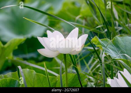 10. Juli 2021-Sangju, Südkorea-EIN Blick auf den farbenfrohen Lotus und den breiten Stausee am Gonggeomji Stausee in Sangju, Südkorea. Gonggeomji Reservoir ist ein Bewässerungsreservoir verwendet Gießen der Reisfelder. Es wird vermutet, dass es zuerst während der Foto-drei Königreiche Periode (1. Jahrhundert v. Chr.-4. Jahrhundert n. Chr.) gebaut wurde und dann im Jahr 1195 von dem örtlichen Magistrat Choe Jeong-bin in einen großen Stausee aufgewendet wurde. Stockfoto