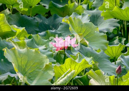 10. Juli 2021-Sangju, Südkorea-EIN Blick auf den farbenfrohen Lotus und den breiten Stausee am Gonggeomji Stausee in Sangju, Südkorea. Gonggeomji Reservoir ist ein Bewässerungsreservoir verwendet Gießen der Reisfelder. Es wird vermutet, dass es zuerst während der Foto-drei Königreiche Periode (1. Jahrhundert v. Chr.-4. Jahrhundert n. Chr.) gebaut wurde und dann im Jahr 1195 von dem örtlichen Magistrat Choe Jeong-bin in einen großen Stausee aufgewendet wurde. Stockfoto