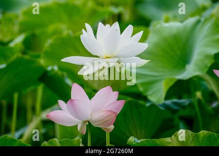 10. Juli 2021-Sangju, Südkorea-EIN Blick auf den farbenfrohen Lotus und den breiten Stausee am Gonggeomji Stausee in Sangju, Südkorea. Gonggeomji Reservoir ist ein Bewässerungsreservoir verwendet Gießen der Reisfelder. Es wird vermutet, dass es zuerst während der Foto-drei Königreiche Periode (1. Jahrhundert v. Chr.-4. Jahrhundert n. Chr.) gebaut wurde und dann im Jahr 1195 von dem örtlichen Magistrat Choe Jeong-bin in einen großen Stausee aufgewendet wurde. Stockfoto