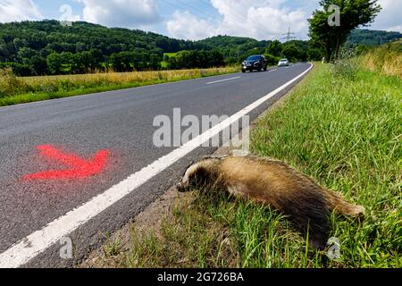 Tierunfall auf der Straße mit einem Dachs in Eisenach in Deutschland Stockfoto