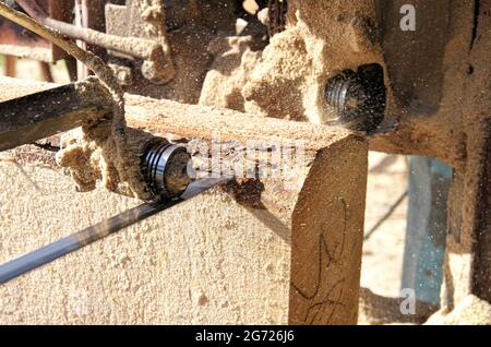 Sägen eines Holzes mit einer Bandsäge. Nasses Sägemehl. Die Rolle zieht das Sägeband. Stockfoto