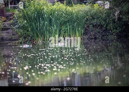 Teich mit Seeufer-Binsen im Wald Stockfoto