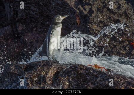 Galápagos-Pinguin (Spheniscus Mendiculus) Stockfoto