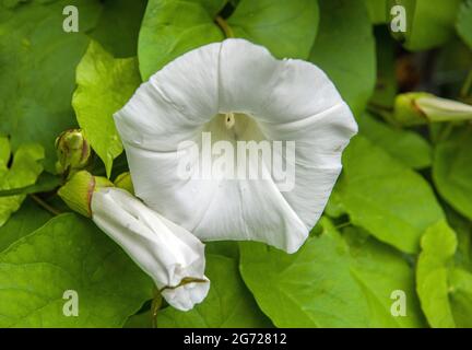 Hedge Bindweed oder Bellbine eine weiße, große Blume, die im Juli in Südwales in einer Hecke gefunden wurde Stockfoto