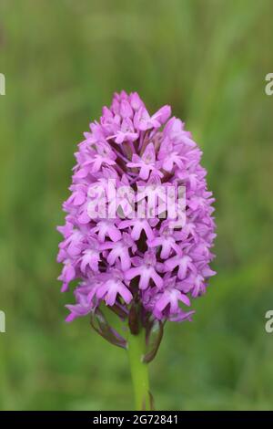 Pyramidenförmige Orchidee Anacamptis pyramidalis Stockfoto