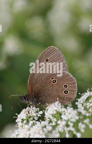 Ringel Aphantopus hyperantus Stockfoto