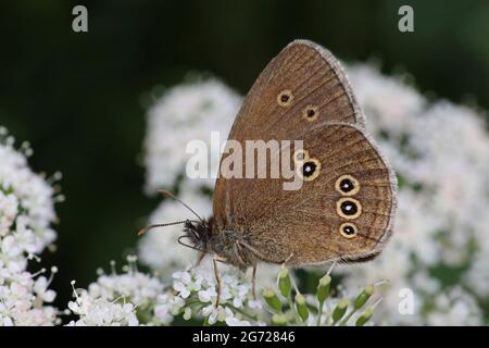 Ringel Aphantopus hyperantus Stockfoto