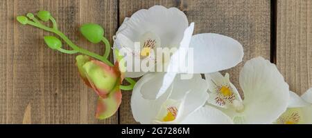 Banner mit Nahaufnahme weiße Orchidee auf Holzhintergrund. Gefälschte weiße Blume. Kopierraum. Weicher Fokus Stockfoto