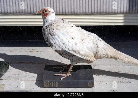 Ausgestopfter Vogel im antiken Schaufenster Stockfoto