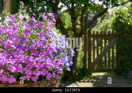 Nahaufnahme von kleinen Lobelia-Blumen in einem hängenden Korb in einem Sommergarten. Lila, blaue und weiße primula-Blüten blühen im Frühling. Stockfoto