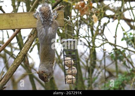 Akrobatische graue Eichhörnchen raunen über das Futterhäuschen Stockfoto