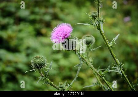 Cirsium vulgare, bekannt als Speerdistel, Stierdistel, Scotch Distel oder gewöhnliche Distel Stockfoto