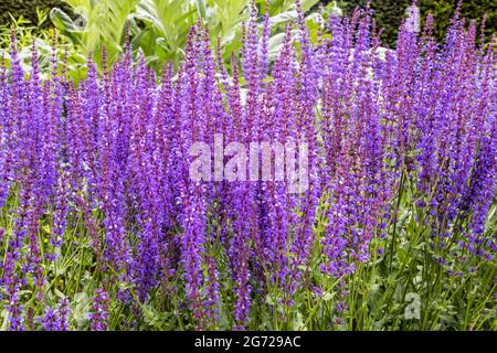 Hohe lila Salvia blühende Pflanzen in einem Garten Grenze. Stockfoto