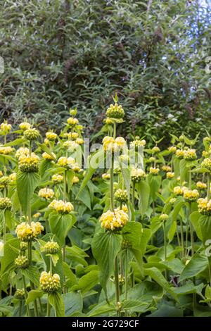 Hohe blühende Pflanzen von Jerusalem Sage auch Phlomis fruticosa im Gartenrand. Stockfoto