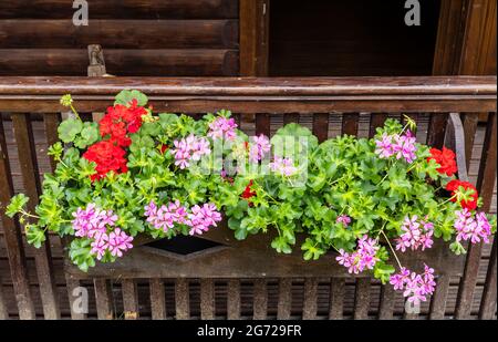 Rote und rosafarbene Geranien in einem rustikalen Holztoper. Stockfoto