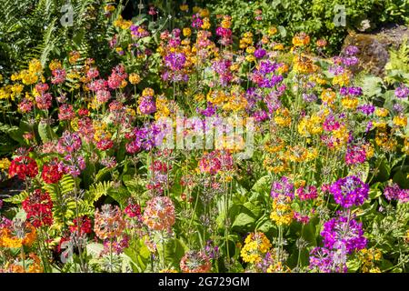 Fesselnde Ausstellung von bunten Candelabra Primula in einem Blumenbeet im englischen Park. Stockfoto