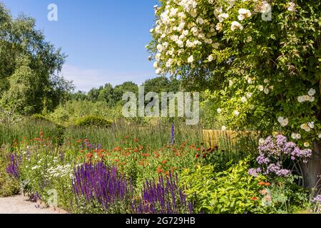 Krautige Grenze mit violetten, weißen und orangen Blüten auch große wandernde weiße Rosenstrauch. Stockfoto