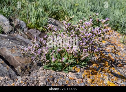 Limonium vulgare blüht im Juli an der salzreichen Küste von North Devon, England, Großbritannien. Taw-Mündung. Stockfoto