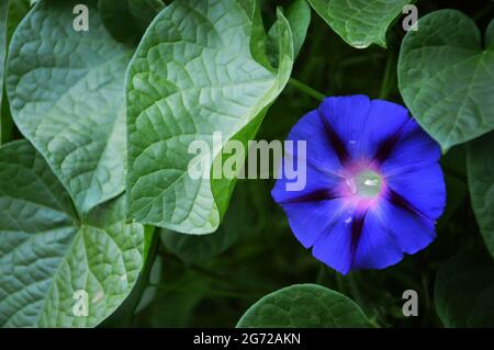 Morgen Ruhm Blume Pflanze Hintergrund Stockfoto