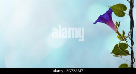 Nahaufnahme der blauen Morgenglorreichen Blume Stockfoto