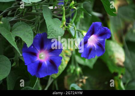 Nahaufnahme von blauen Blumen am Morgen Stockfoto