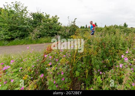 Shoeburyness, Essex, Großbritannien. Juli 2021. Aufgrund der COVID-19-Pandemie wurde der Triathlon 2020 verschoben, um wieder zurückzukehren, da die Beschränkungen für 2021 aufgehoben werden. Die Wettkämpfer, die im Shoeburyness-Gebiet östlich von Southend on Sea stattfinden, begannen den Wettbewerb mit einem 750-Meter-Schwimmen in der Themse-Mündung, bevor sie mit ihren Fahrrädern eine 20km-Fahrt durch Landstraßen und einen 5km-Lauf im Gunners Park an der Küste zurücknahmen Seine imposanten Verteidigungsstrukturen im Krieg. Das ehemalige Mod-Gebiet ist heute ein Naturschutzgebiet und beliebtes Wandergebiet. Männlicher Läufer, der durch die Büsche läuft Stockfoto