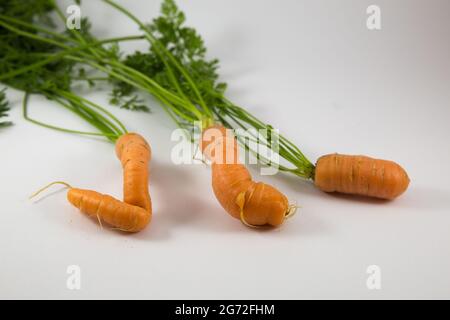 Drei isolierte Karotten mit Wurzeln auf weißem Hintergrund Stockfoto