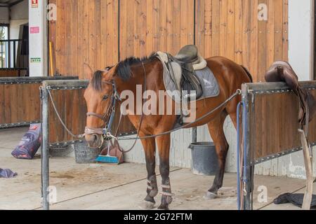 Pferd für einen Ausritt vorbereitet Stockfoto