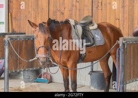 Pferd für einen Ausritt vorbereitet Stockfoto