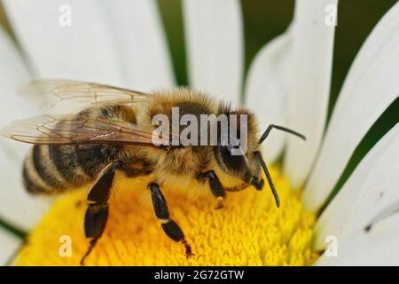 Makroaufnahme der europäischen Honigbiene - APIs melifera beim Nektar einer Oxeye-Gänseblümchen Stockfoto