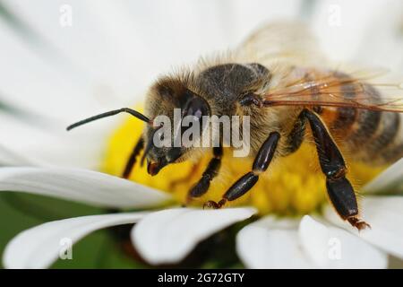 Makroaufnahme der europäischen Honigbiene - APIs melifera beim Nektar einer Oxeye-Gänseblümchen Stockfoto