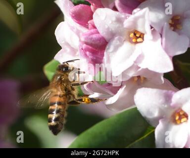 Honigbienen (APIs mellifera) werden an einem sonnigen Tag Anfang Februar aus ihrem Nest gezogen, um ihre Winterversorgung mit Nektar zu erhöhen Stockfoto