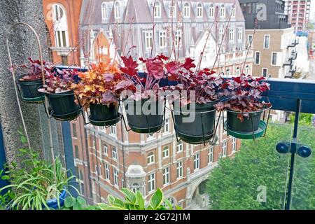 Reihe von lila heuchera rot Obsidian Coral Bells heucheras wächst in Pflanzentöpfen auf einem Barbican Estate Dachgarten Balkon in London UK KATHY DEWITT Stockfoto