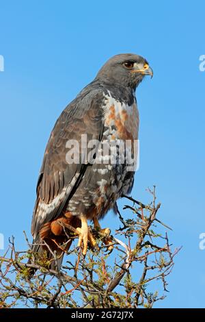 Ein Schakal-Bussard (Buteo rufofuscus), der auf einem Baum in Südafrika thront Stockfoto