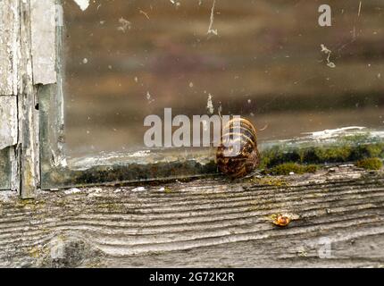 Schnecke auf einem verfaulenden Fensterrahmen Stockfoto