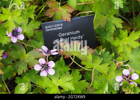 Geranium Var. Sweet Heidy mit seinem Pflanzenetikett an einer Grenze bei RHS Bridgewater, Salford, Manchester, Großbritannien, im Juli. Stockfoto